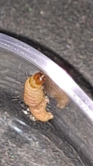 Plodia interpunctella