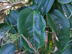 Smilax australis