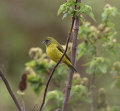 Crithagra hyposticta