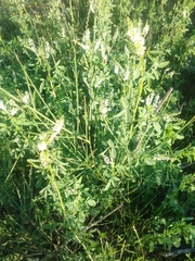 Melilotus albus