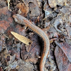 Batrachoseps gregarius