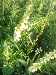Melilotus albus