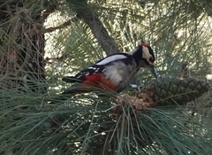 Dendrocopos major canariensis