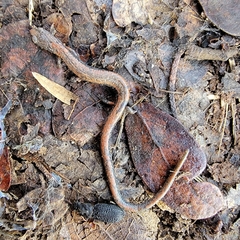 Batrachoseps gregarius