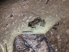 Occidozyga martensii