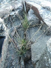 Puccinellia maritima