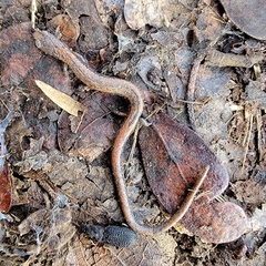 Batrachoseps gregarius