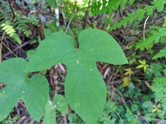 Ipomoea indica