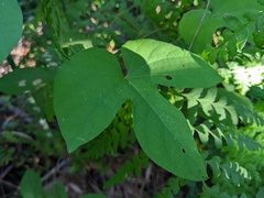 Ipomoea indica