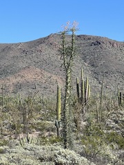 Fouquieria columnaris