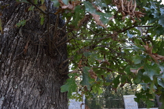 Quercus similis