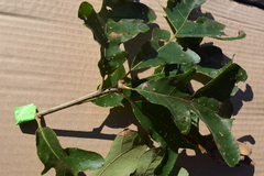 Quercus similis