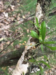 Drymoanthus adversus