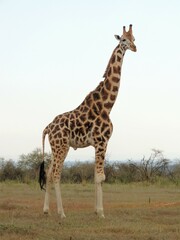 Giraffa camelopardalis rothschildi