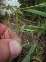Staelia thymoides