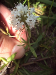 Staelia thymoides