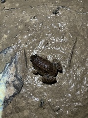 Occidozyga martensii