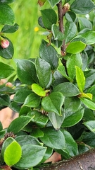 Cotoneaster
