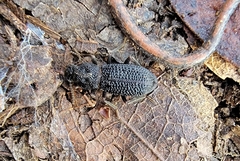 Nyctoporis cristata