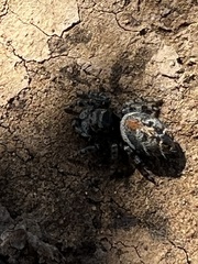 Phidippus phoenix