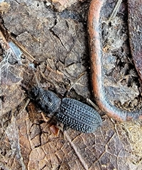 Nyctoporis cristata