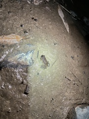 Occidozyga martensii