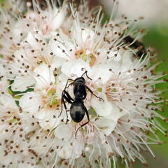 Formica fusca