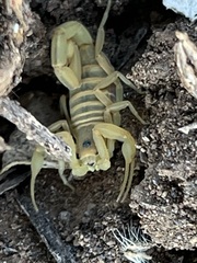 Centruroides exilicauda