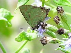 Cyanophrys miserabilis