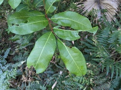 Cupaniopsis anacardioides