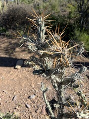 Cylindropuntia molesta