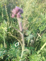 Verbena bonariensis