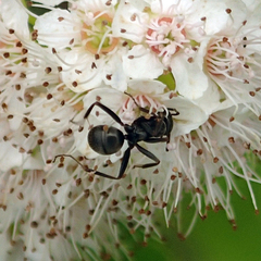 Formica fusca