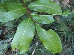 Cupaniopsis anacardioides