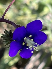 Phacelia parryi