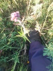 Verbena bonariensis