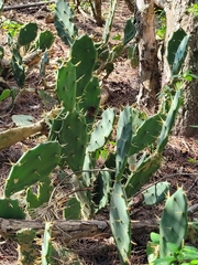 Opuntia stricta