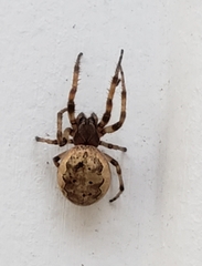 Larinioides cornutus