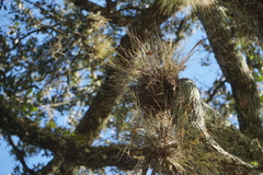 Tillandsia bartramii