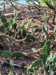 Opuntia stricta