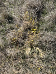 Deinandra fasciculata