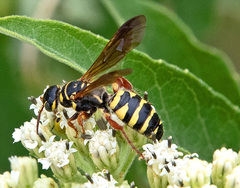 Myzinum quinquecinctum