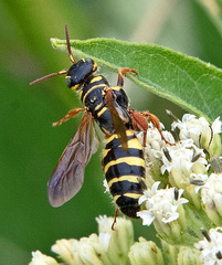 Myzinum quinquecinctum