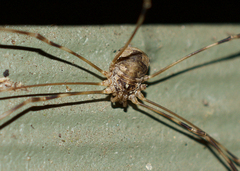 Leptobunus parvulus
