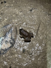 Occidozyga martensii