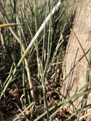 Equisetum hyemale