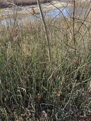 Equisetum hyemale