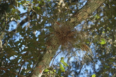 Tillandsia bartramii