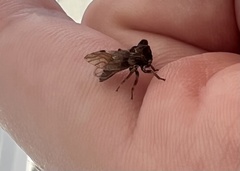 Microcentrus perditus