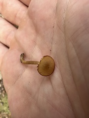 Rhodophana nitellina